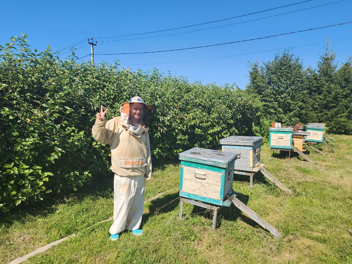 Красноармейск, Пушкинский, натуральный мед, пасека, пасечник