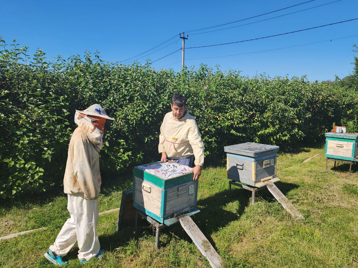 Красноармейск, Пушкинский, натуральный мед, пасека, пасечник