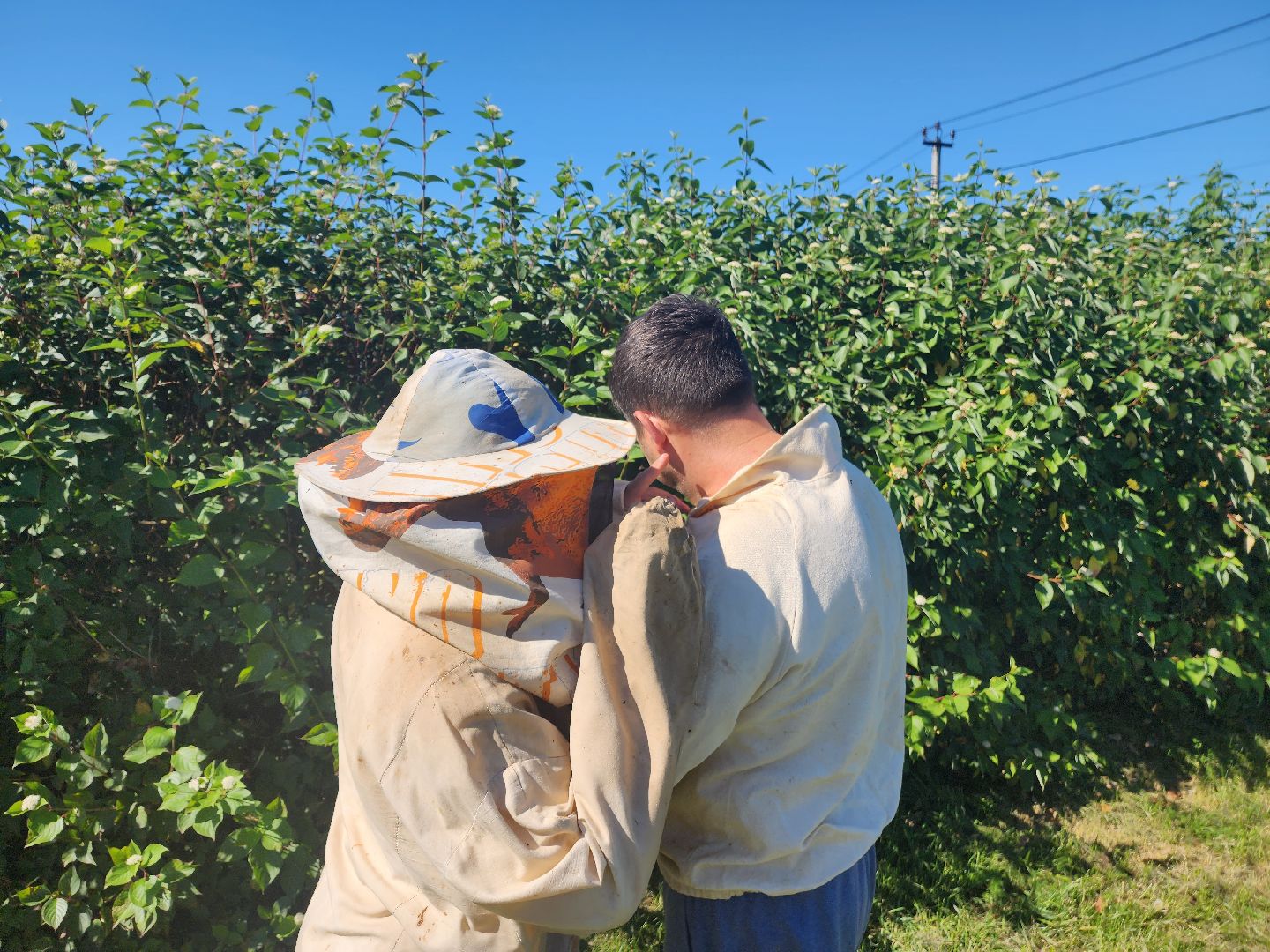 Красноармейск, Пушкинский, натуральный мед, пасека, пасечник