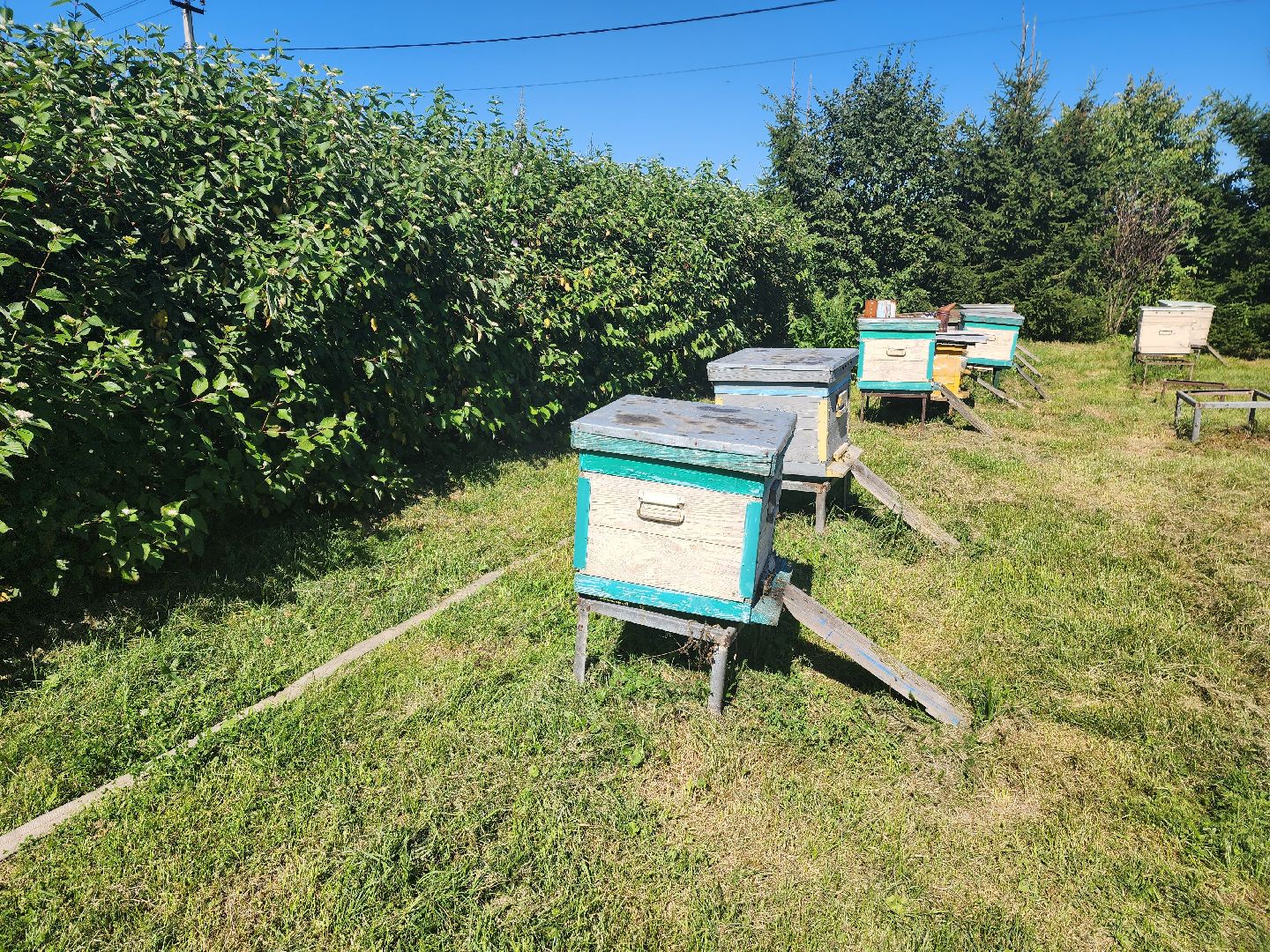 Красноармейск, Пушкинский, натуральный мед, пасека, пасечник