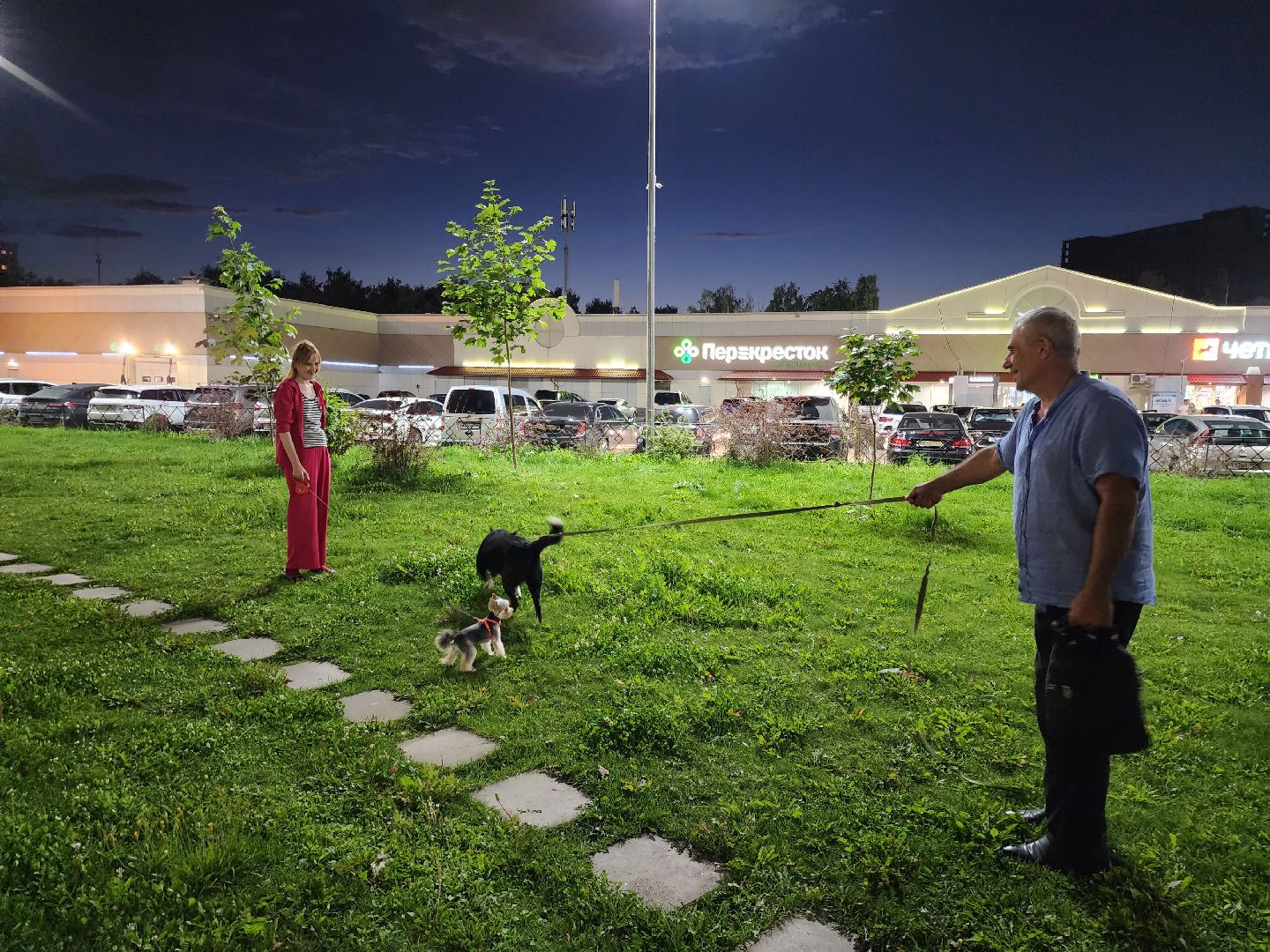 Подольск, стикеры, мессенджер, собаки, зоозащтник, пристройство