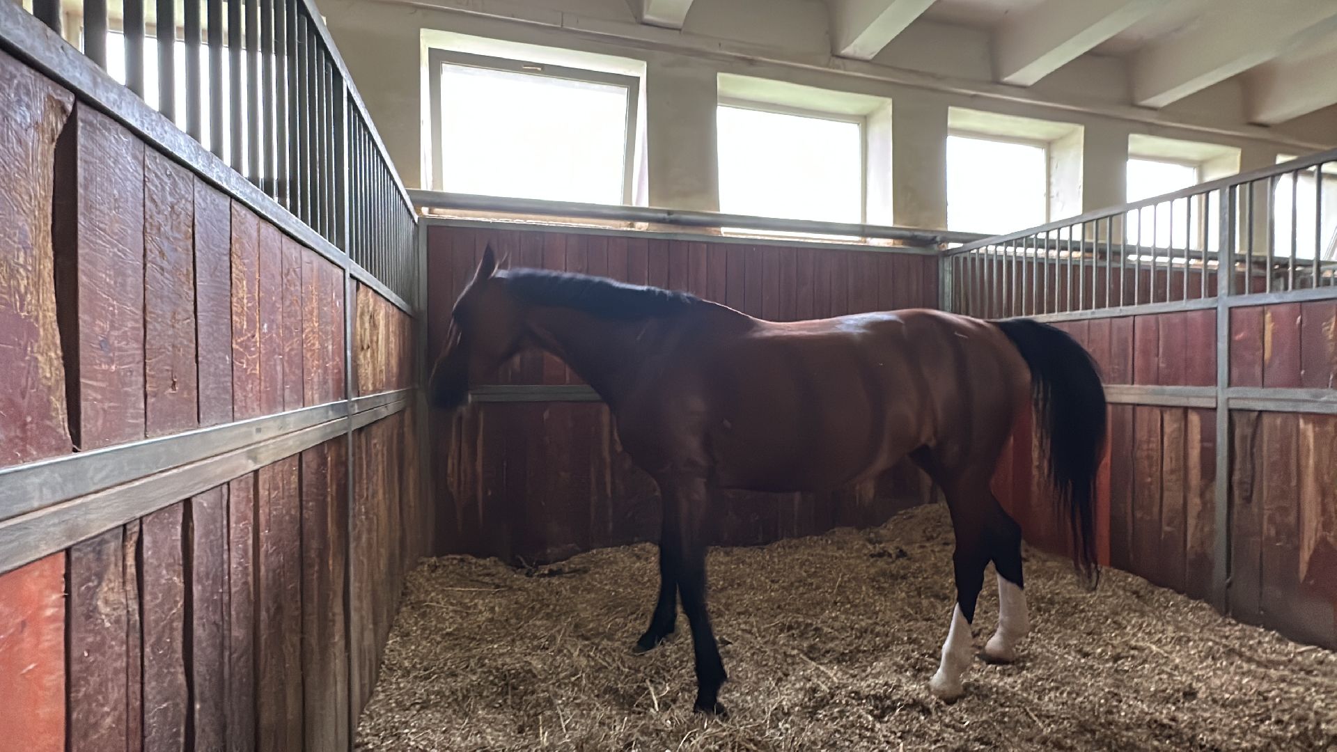 Одинцово, Горки-10, МКЗ 1, Орловские рысаки, Конкур