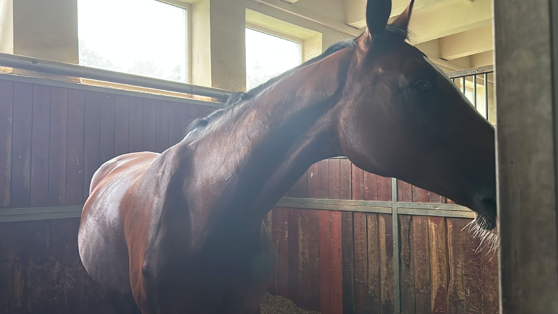 Одинцово, Горки-10, МКЗ 1, Орловские рысаки, Конкур