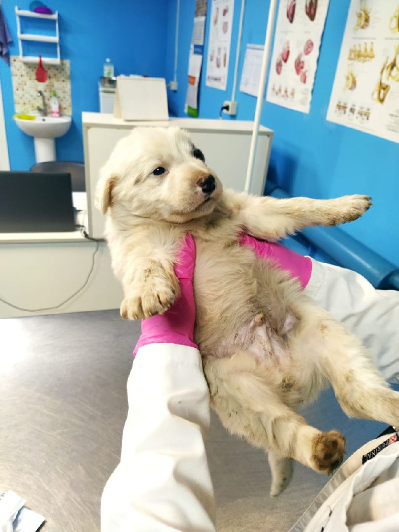 животные, волонтеры, ивантеевка, доброе дело,