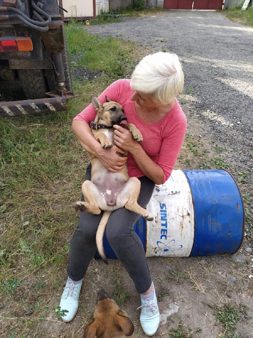 животные, волонтеры, ивантеевка, доброе дело,