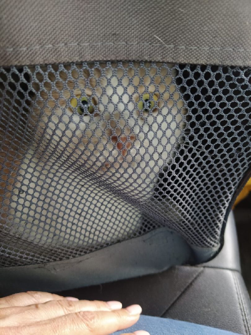 животные, волонтеры, ивантеевка, доброе дело,