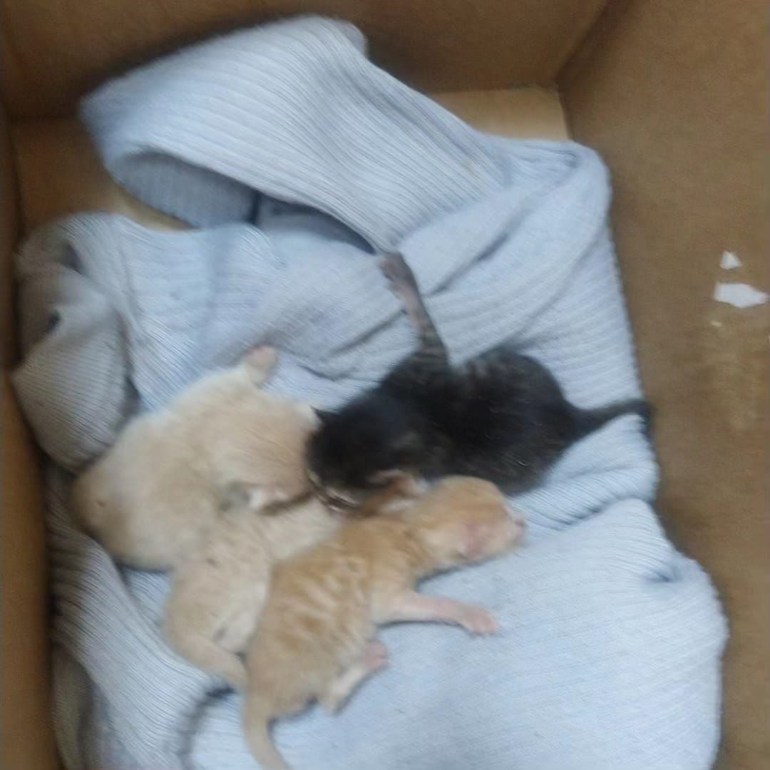 животные, волонтеры, ивантеевка, доброе дело,