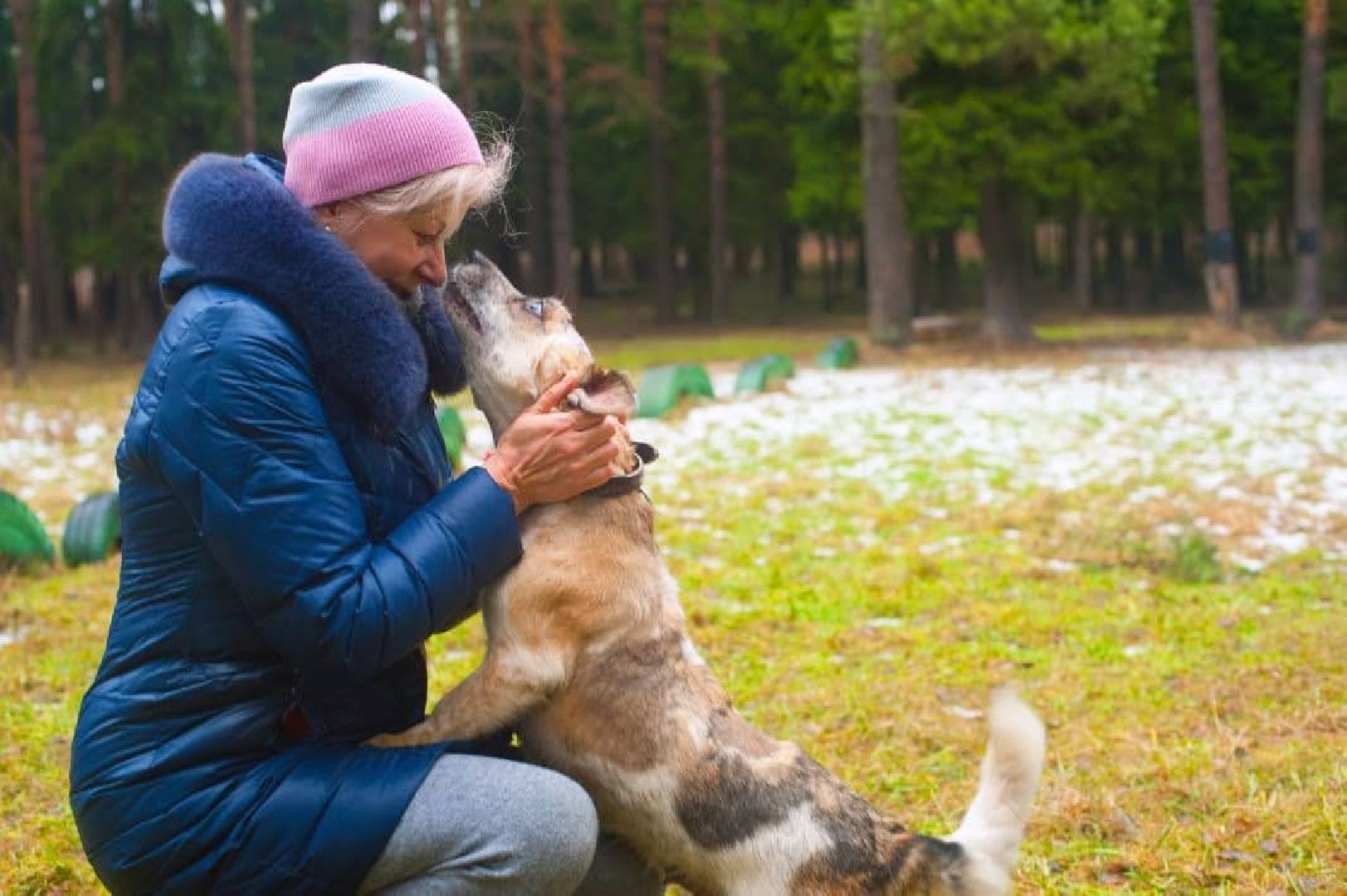 животные, волонтеры, ивантеевка, доброе дело,