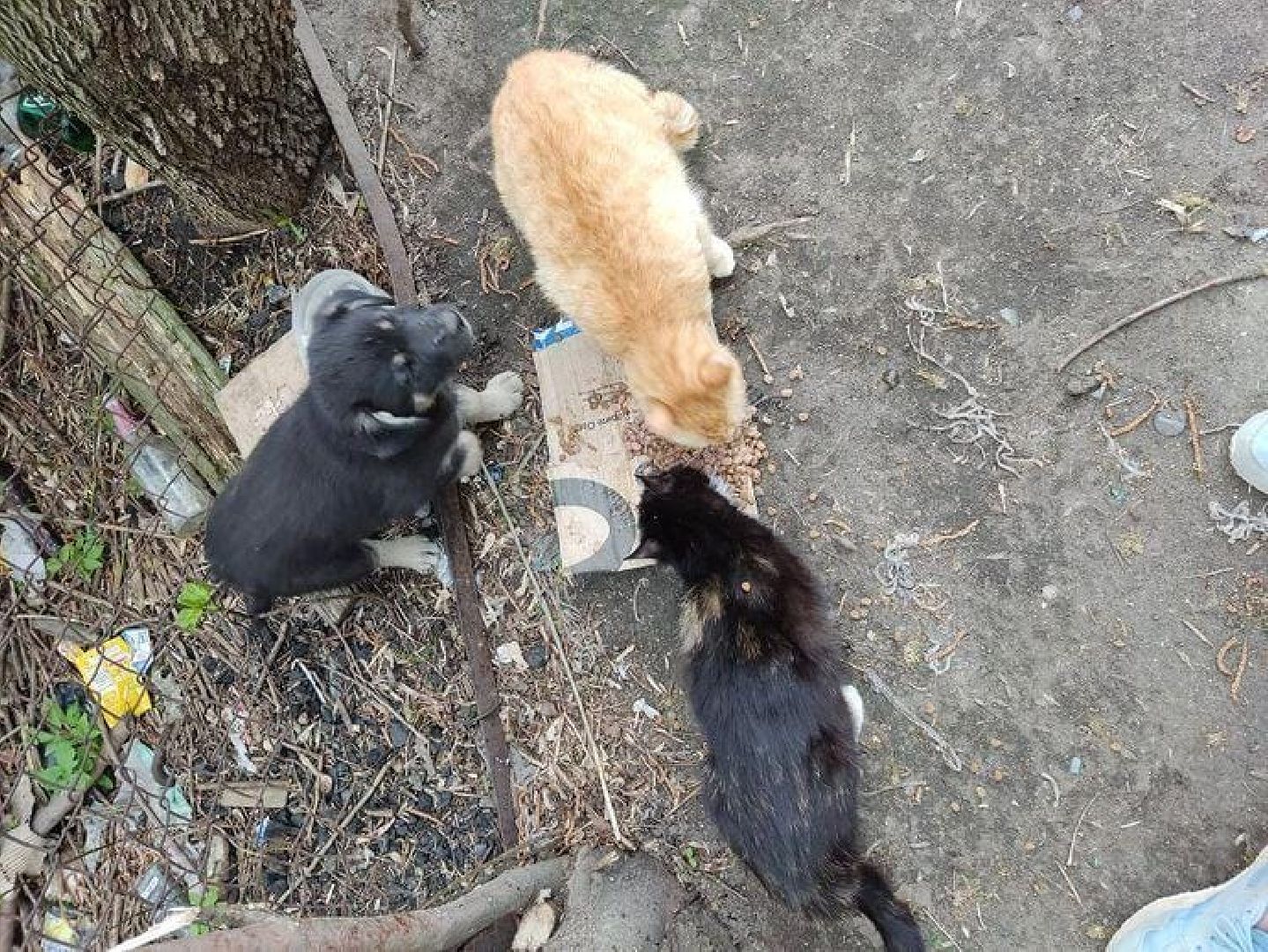 животные, волонтеры, ивантеевка, доброе дело,