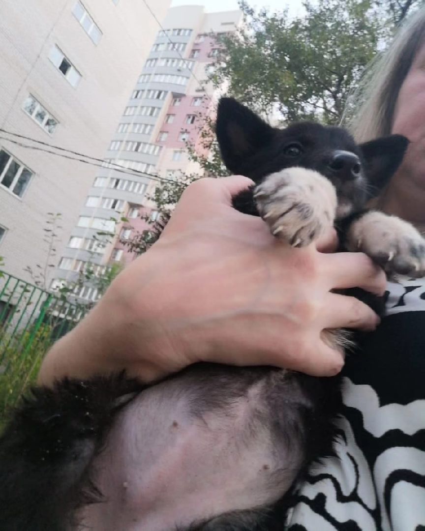 животные, волонтеры, ивантеевка, доброе дело,