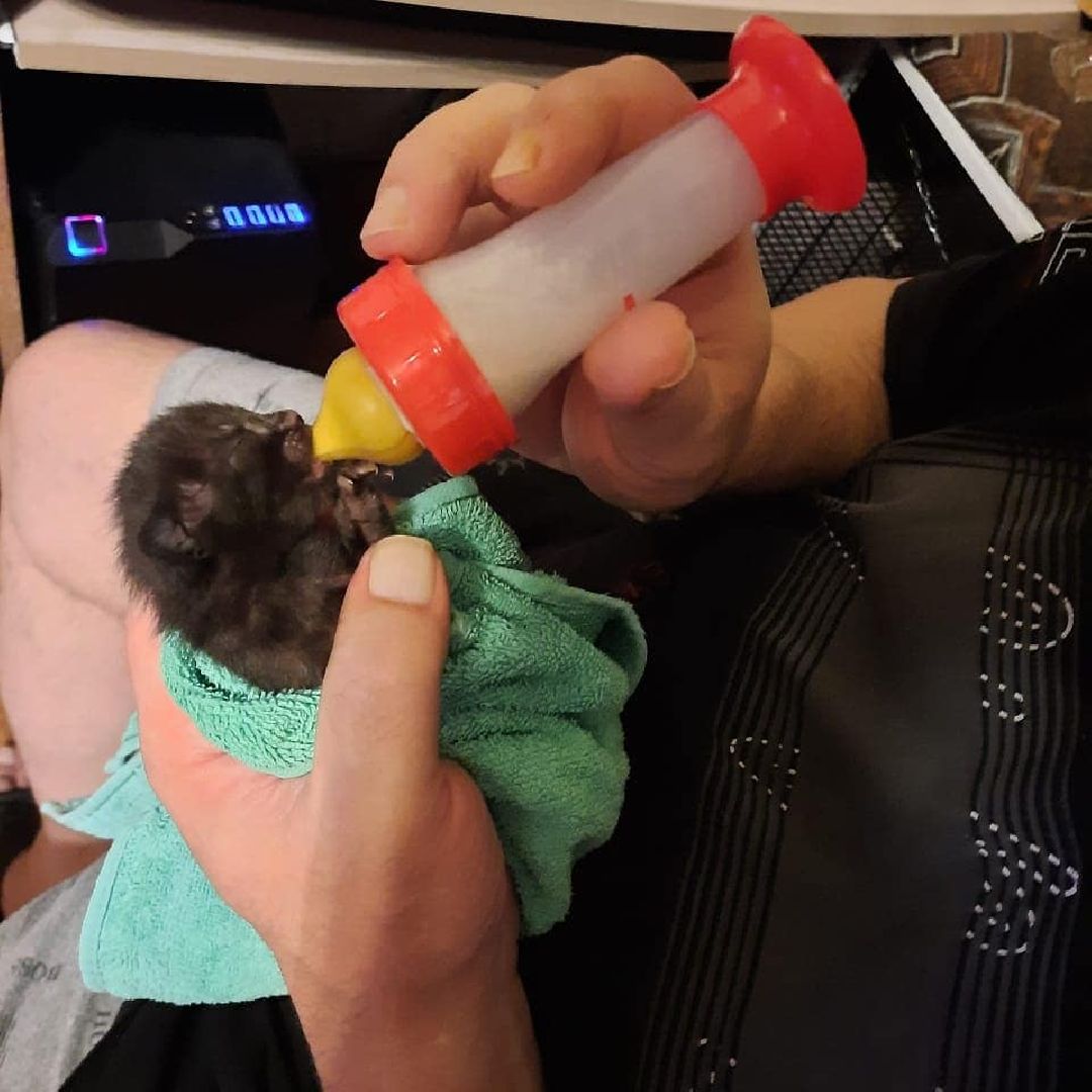 животные, волонтеры, ивантеевка, доброе дело,