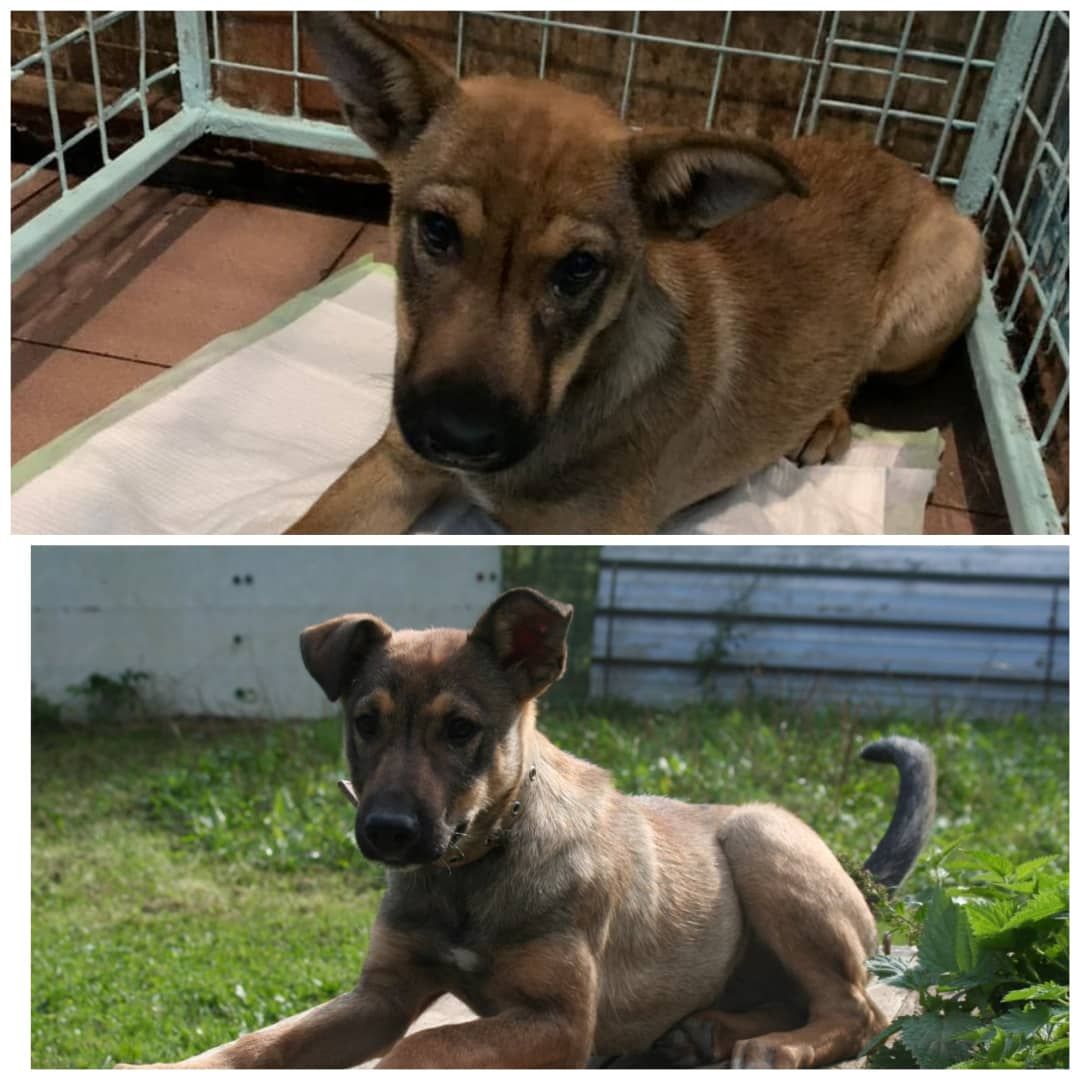 животные, волонтеры, ивантеевка, доброе дело,