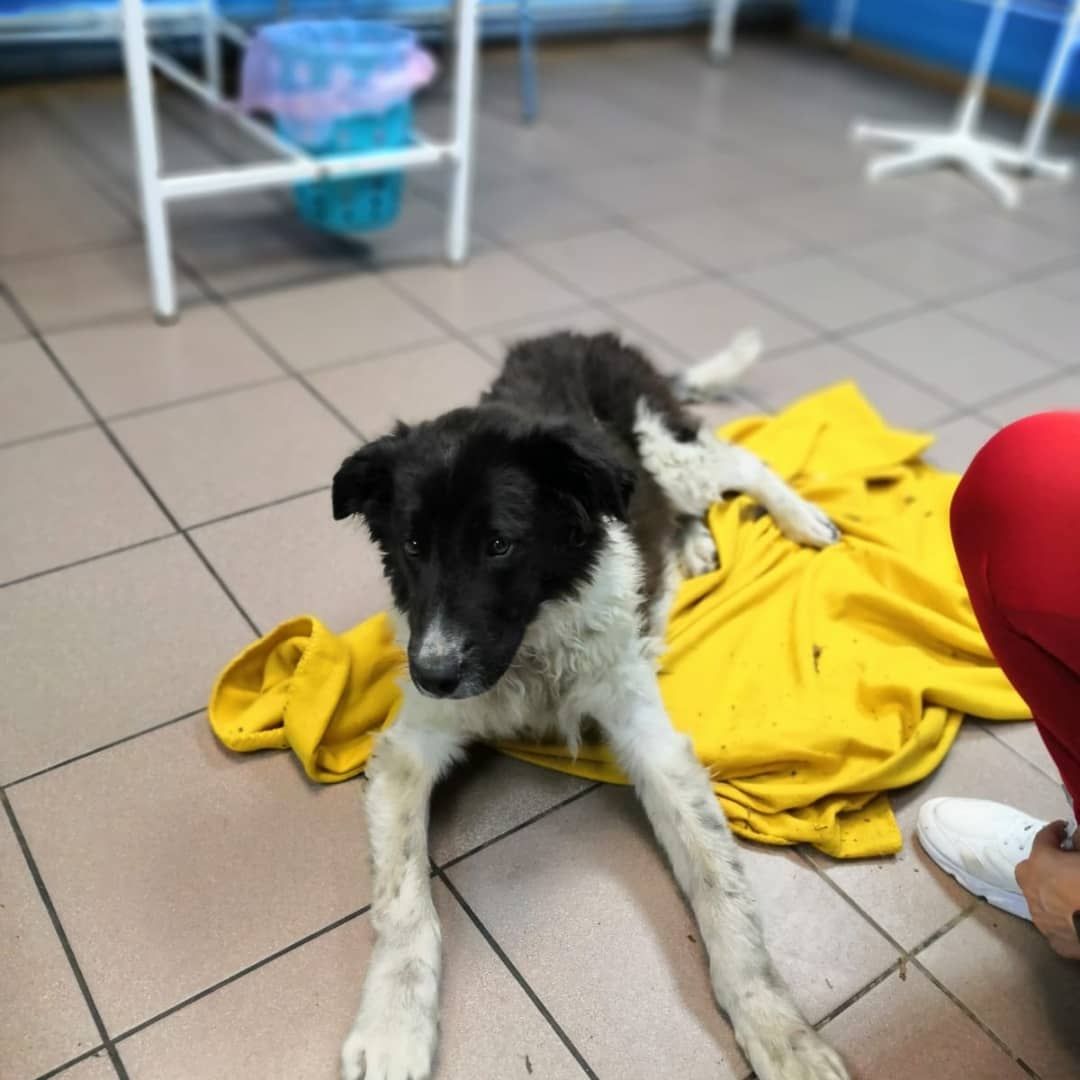 животные, волонтеры, ивантеевка, доброе дело,