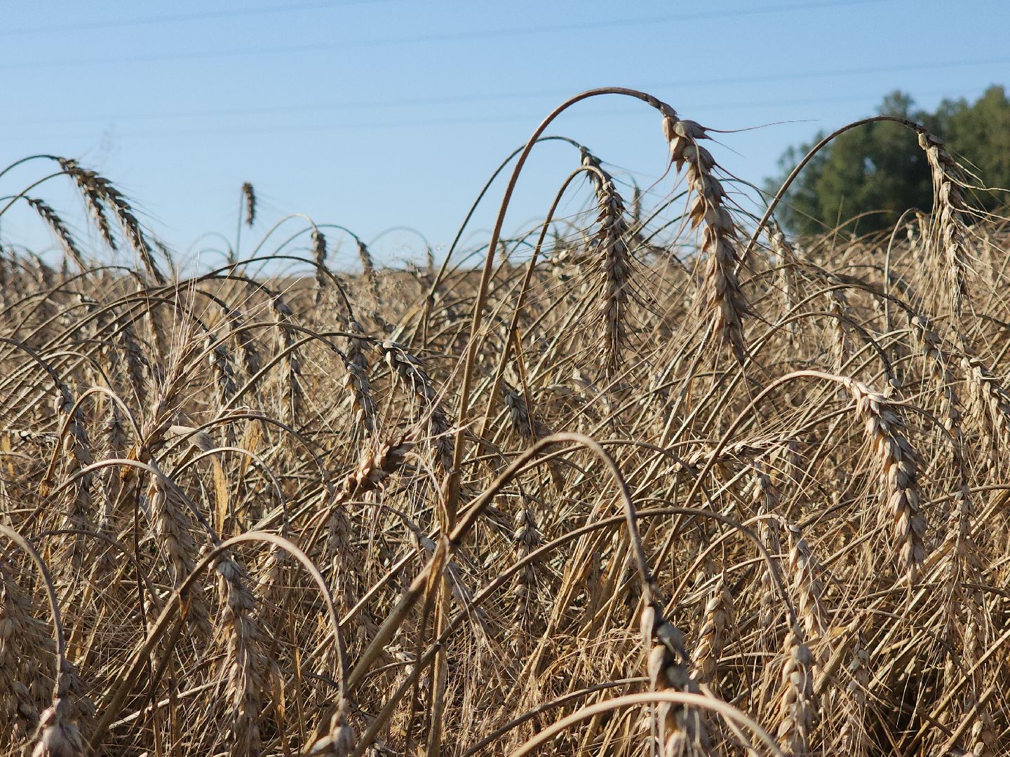 озимые, племзавод Барыбино, Домодедово