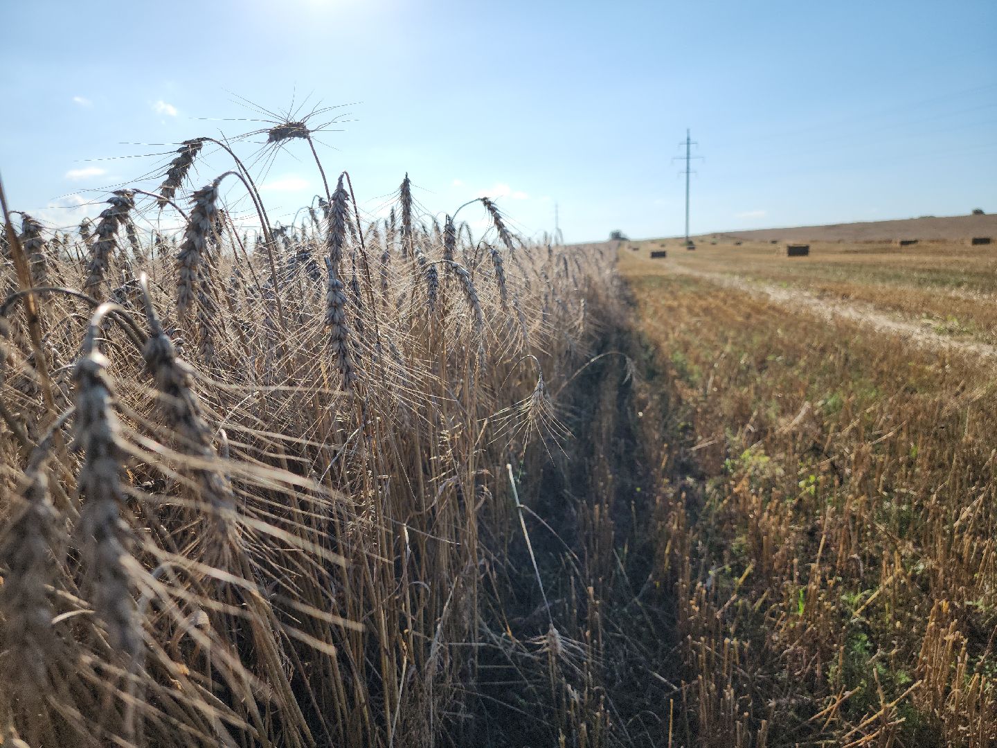 озимые, племзавод Барыбино, Домодедово