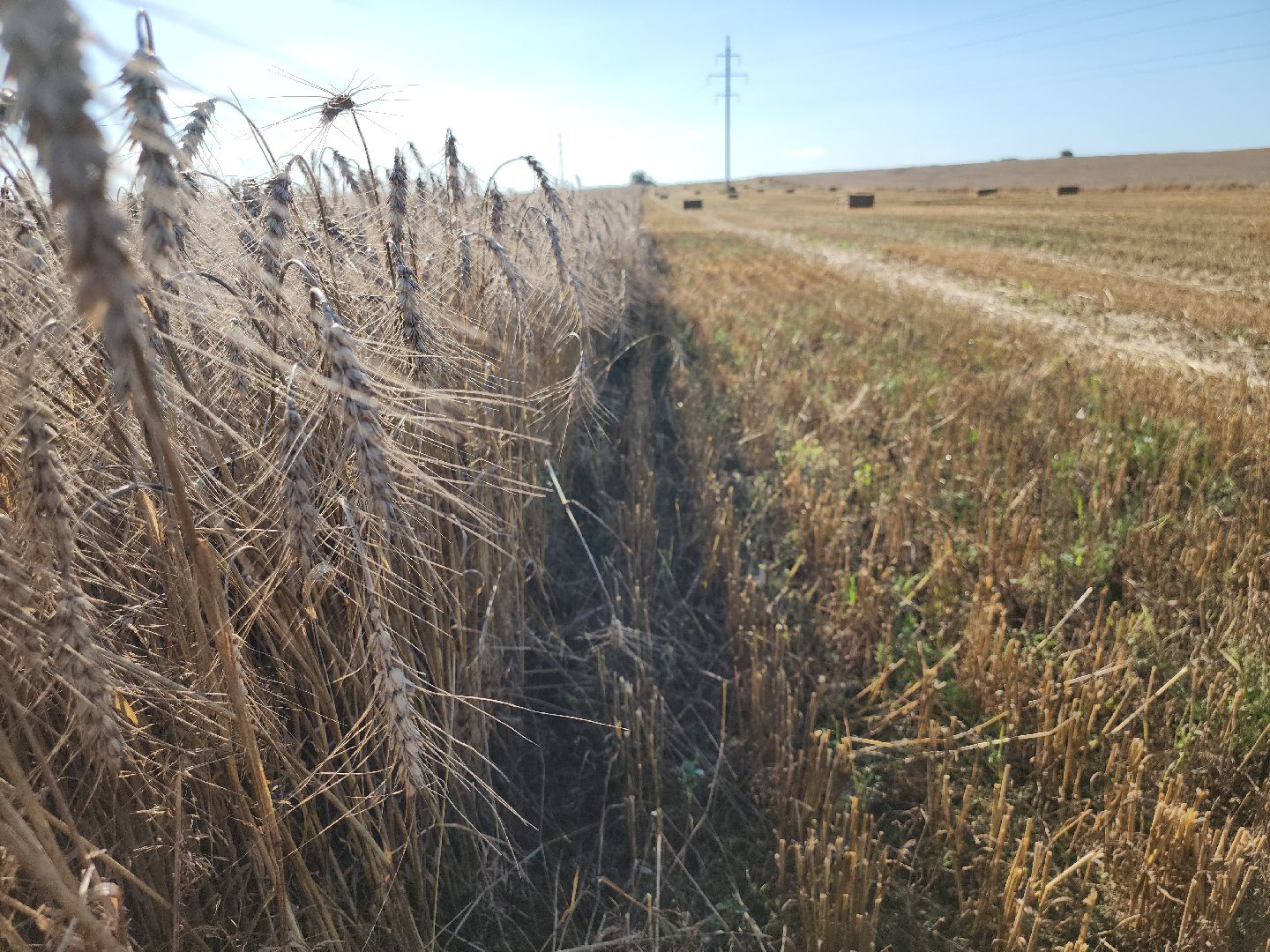 озимые, племзавод Барыбино, Домодедово