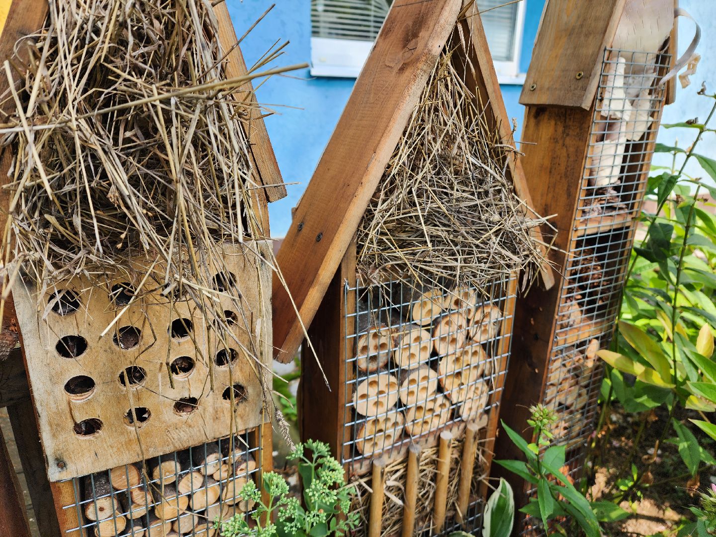 Красноармейск, Пушкинский, экология, образование, отели для насекомых