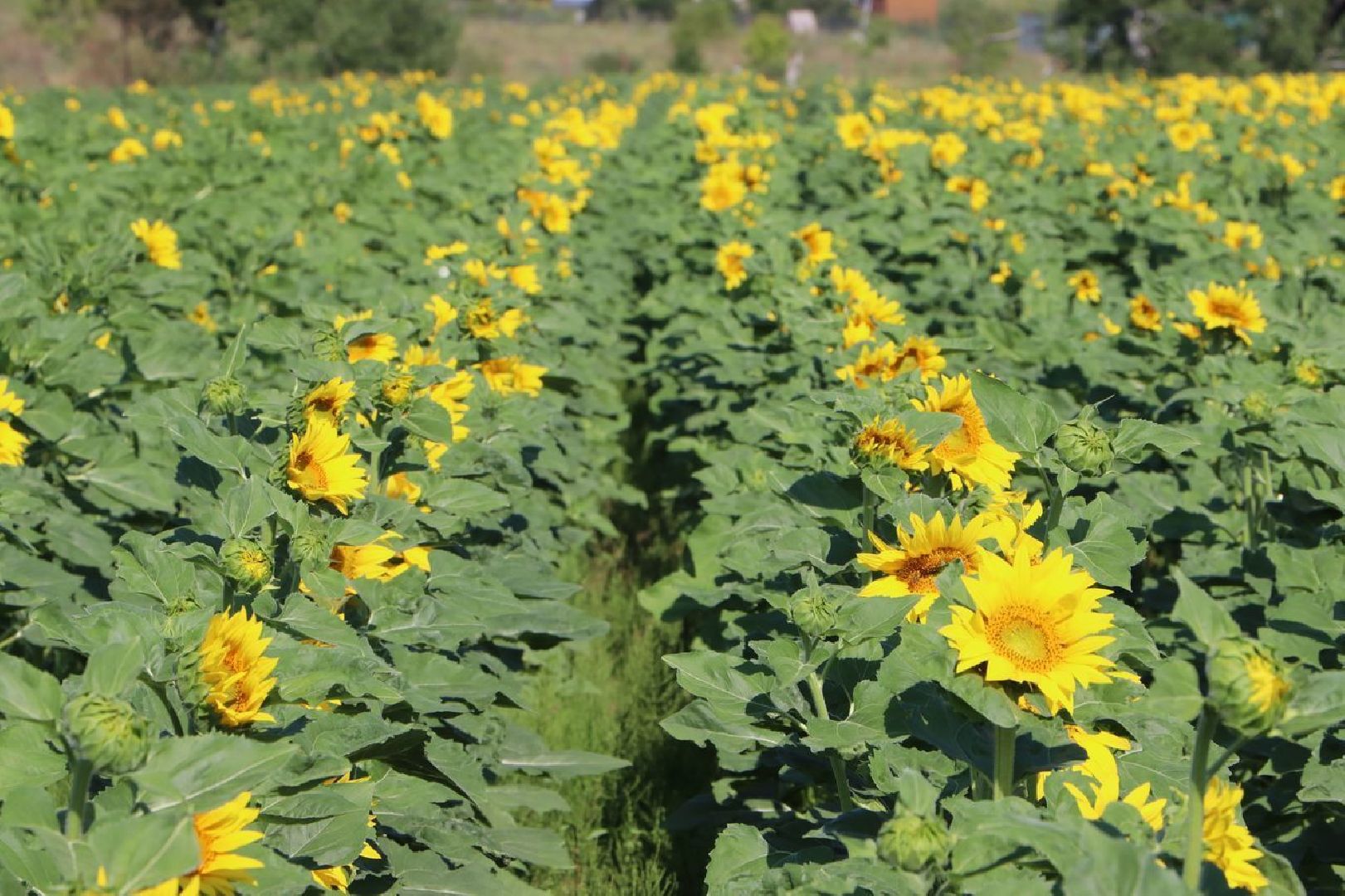 Серебряные Пруды, подсолнечник, Бокарев