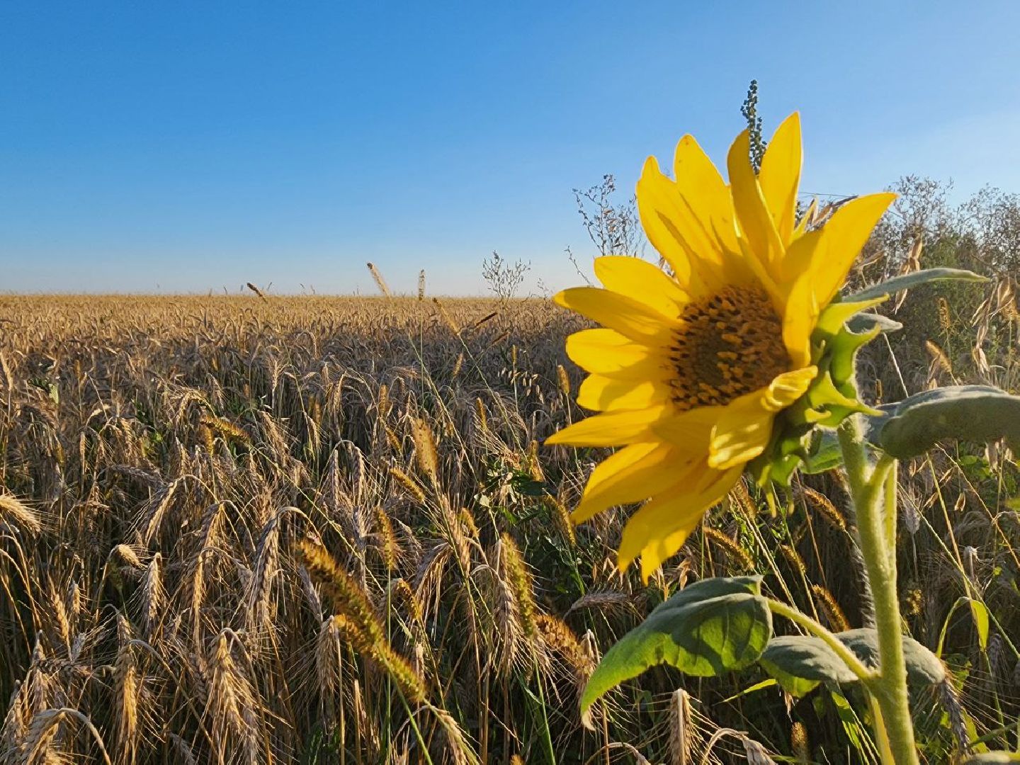 Серебряные Пруды, подсолнечник, Бокарев