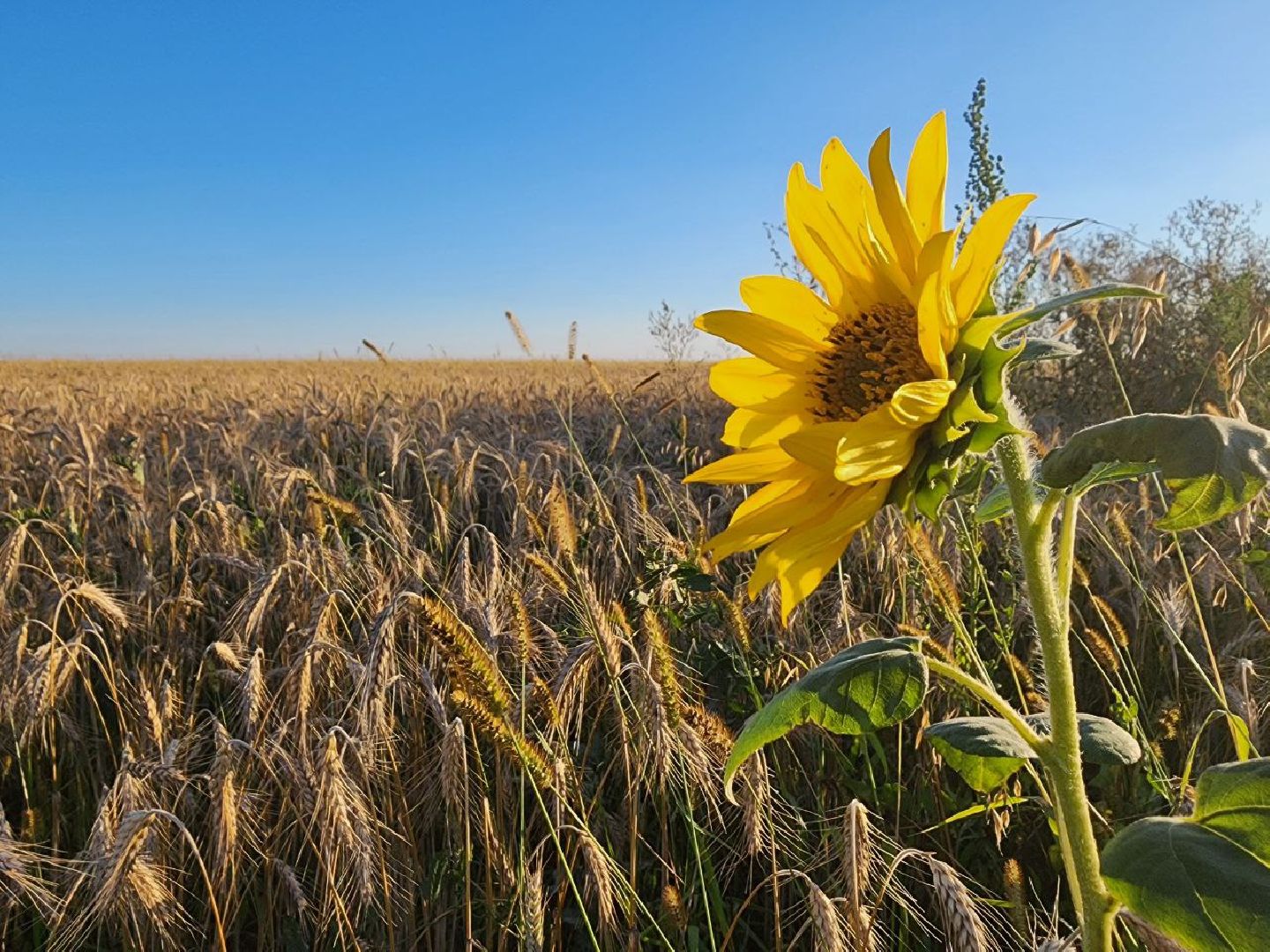 Серебряные Пруды, подсолнечник, Бокарев