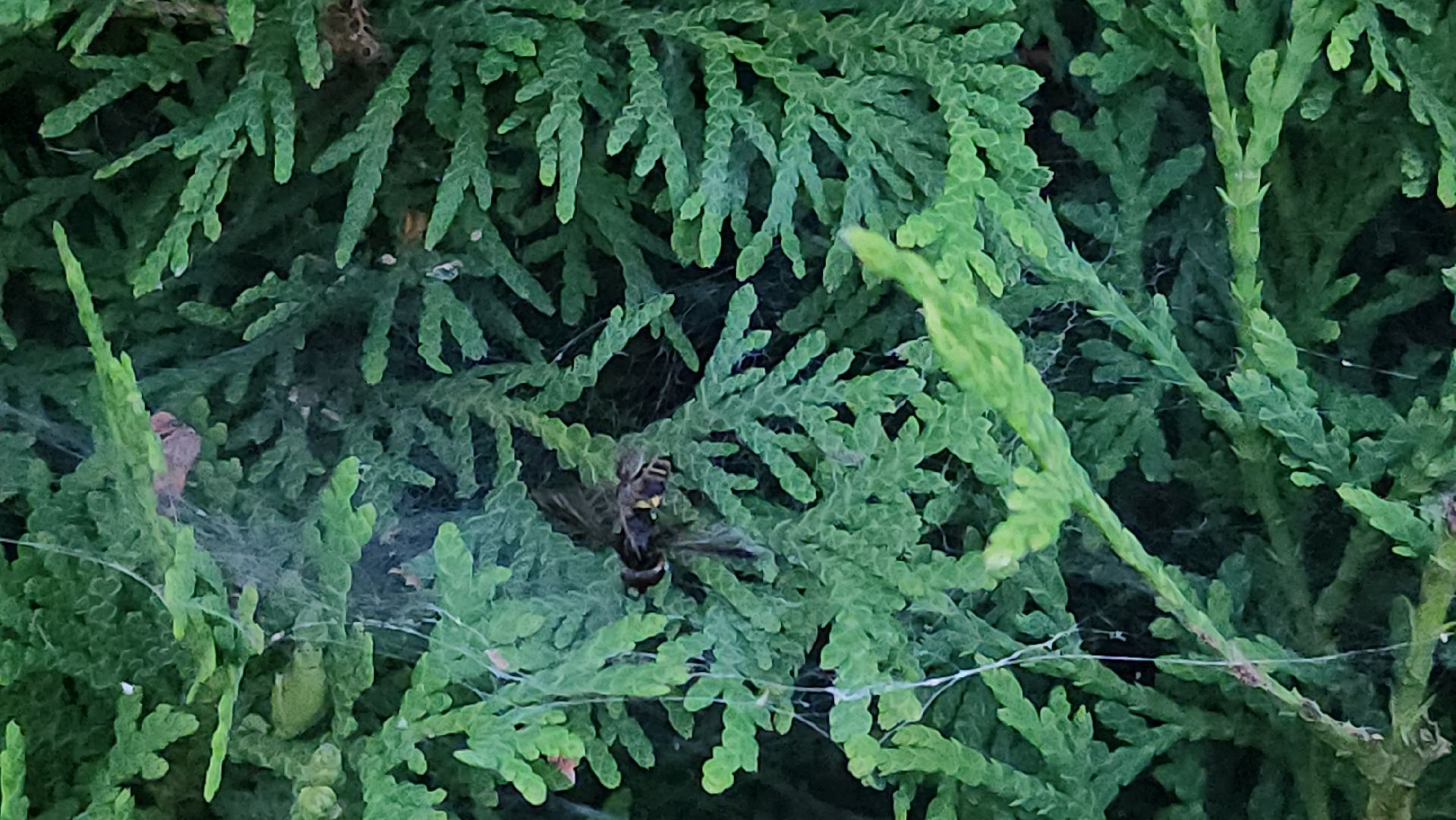 Пушкино, пушкинский округ, природа, общество