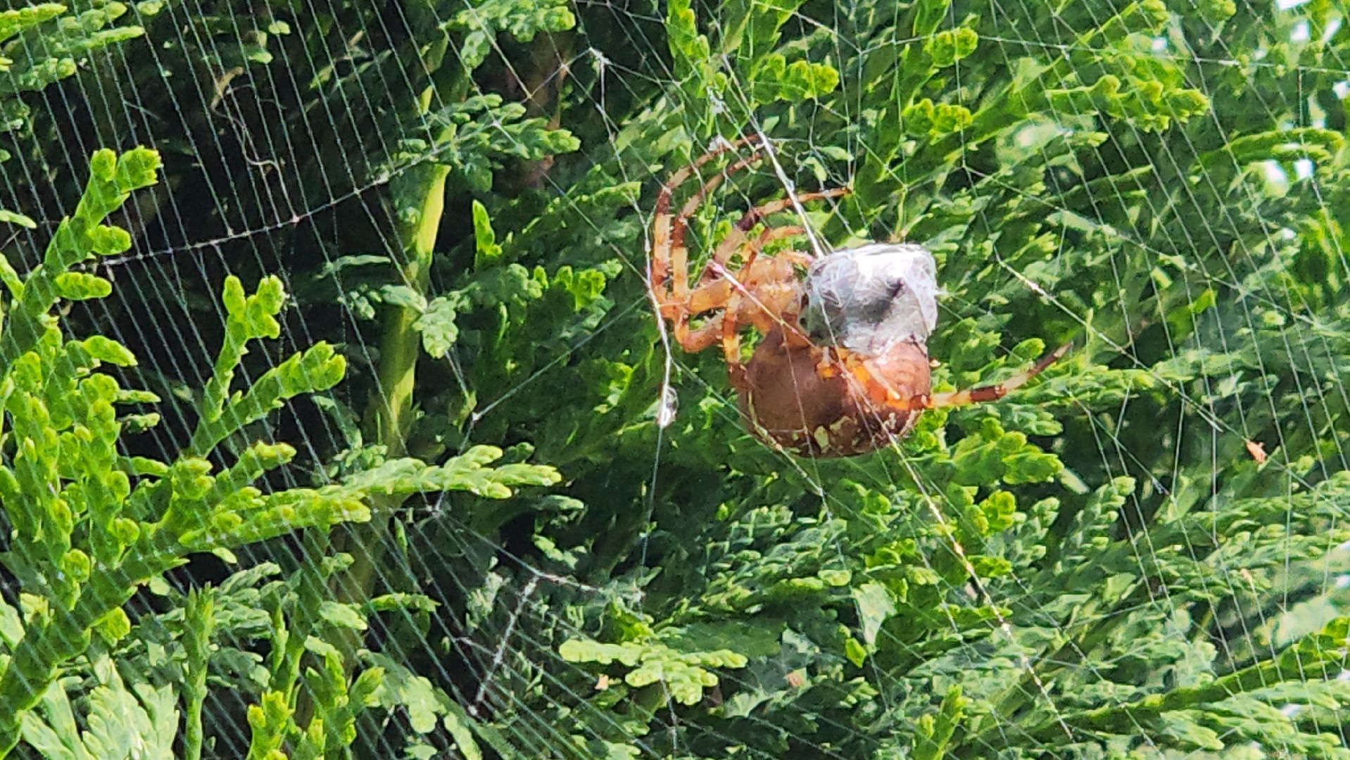 Пушкино, пушкинский округ, природа, общество