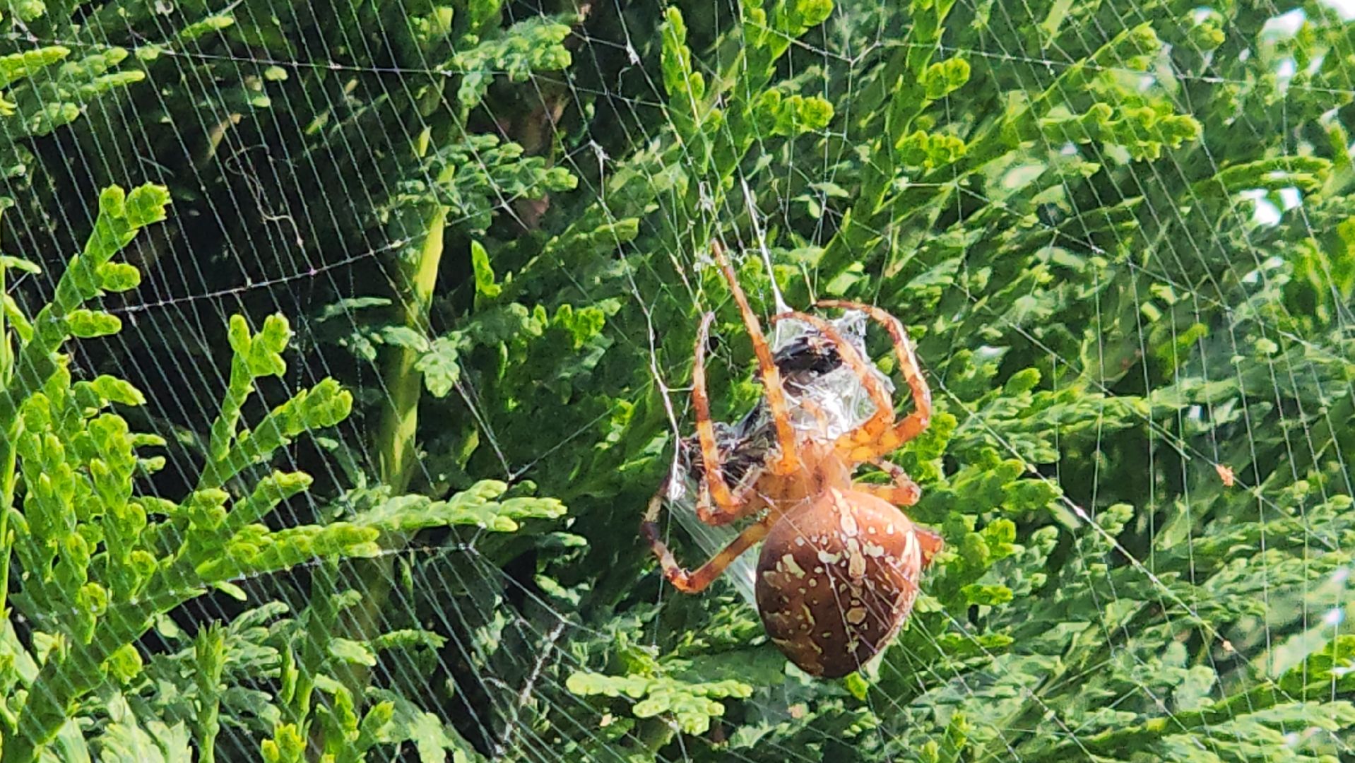 Пушкино, пушкинский округ, природа, общество