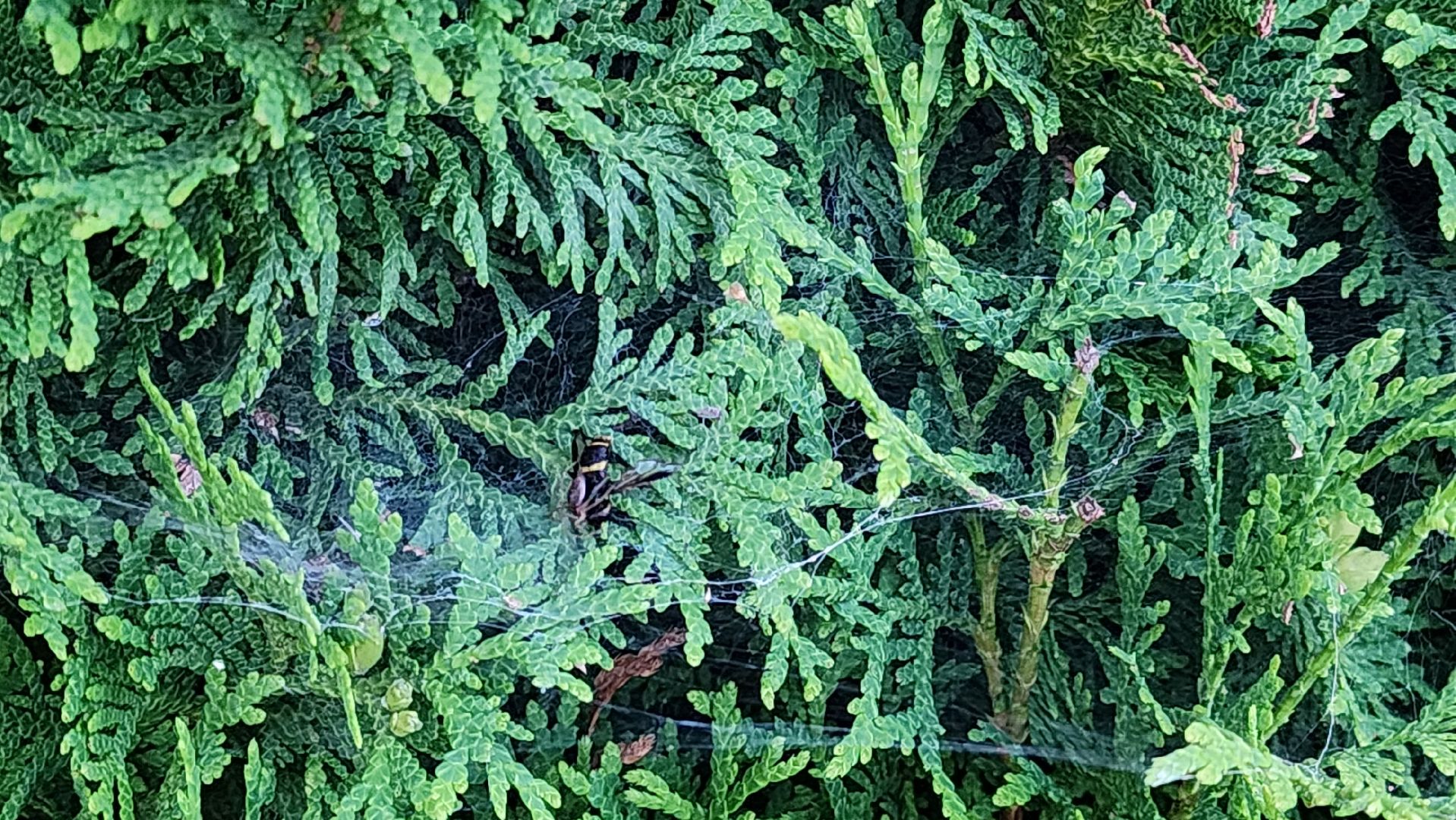 Пушкино, пушкинский округ, природа, общество