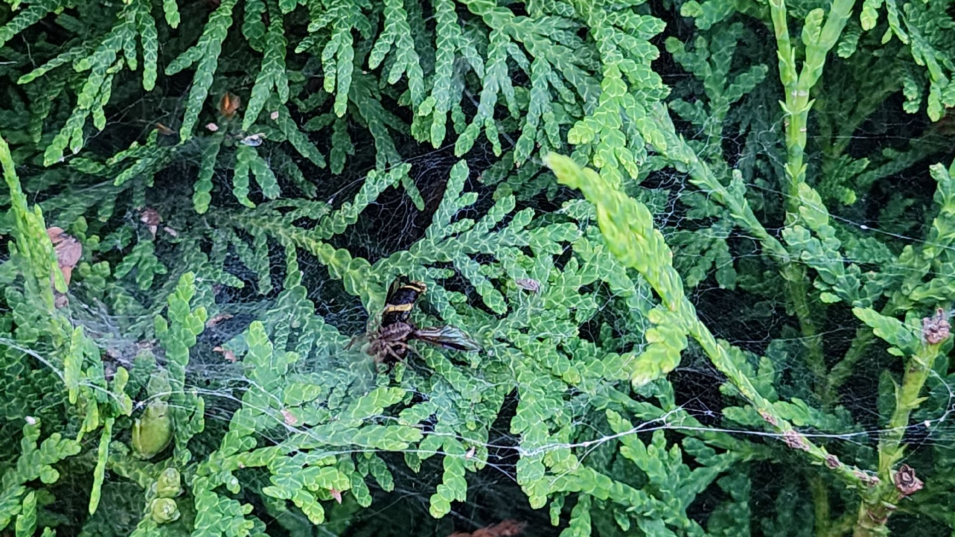 Пушкино, пушкинский округ, природа, общество