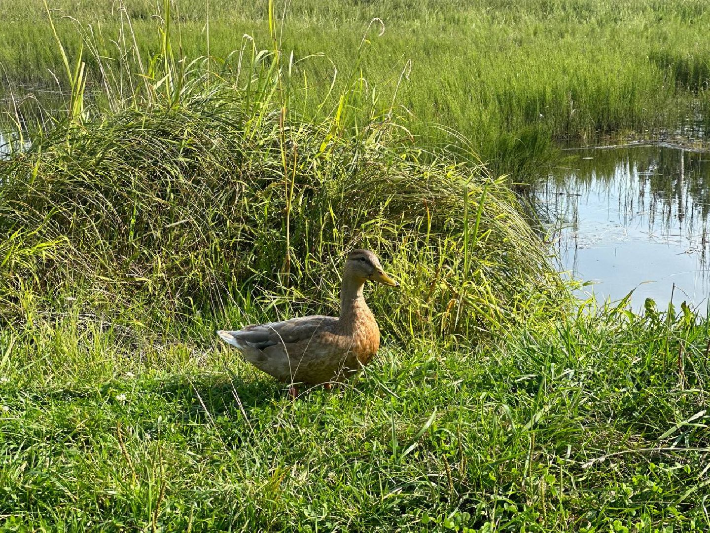 Можайск, Можайский городской округ, Подмосковье, Вода России, акция, волонтёры, субботник, уборка, берег, река, активисты
