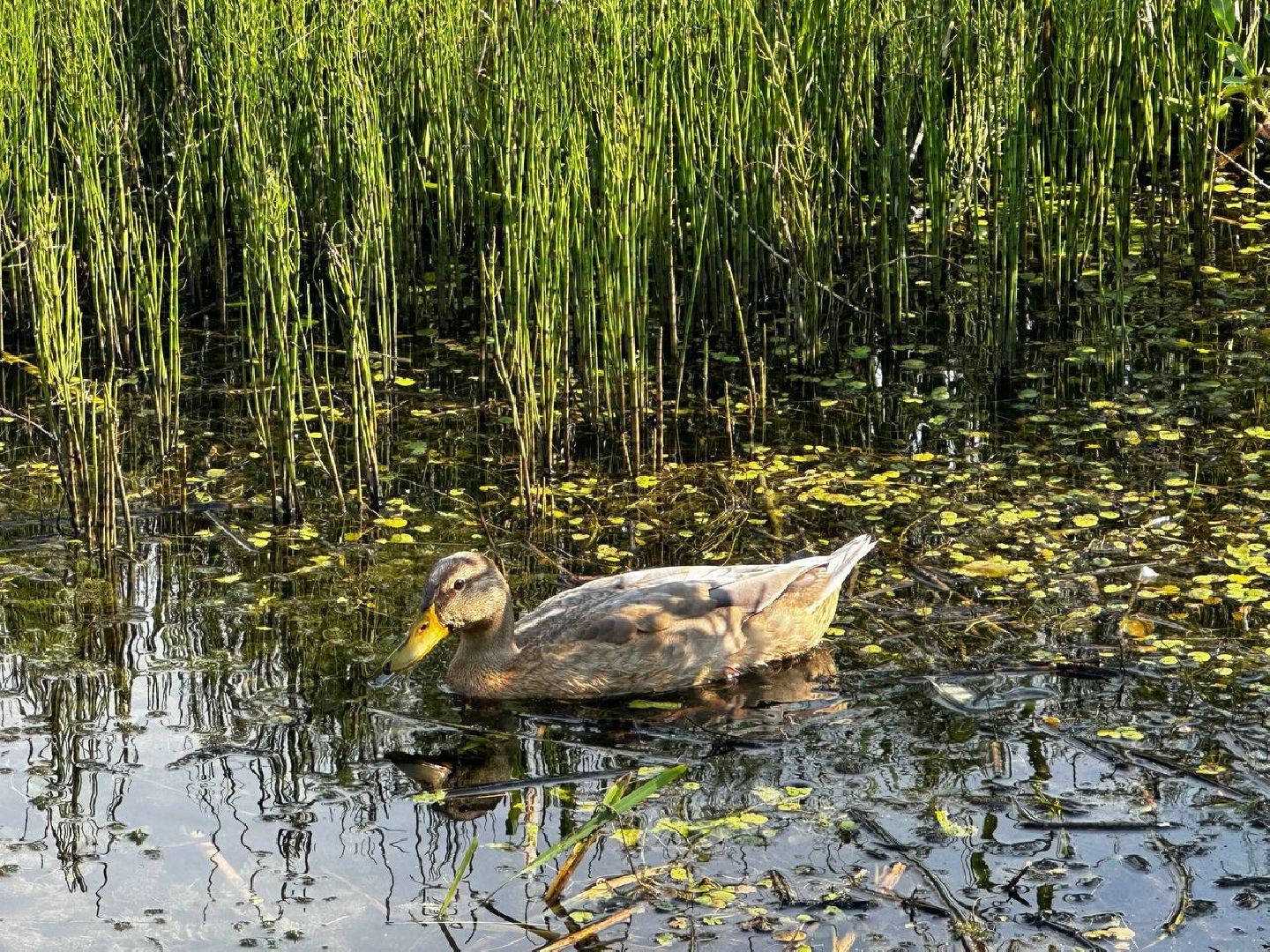 Можайск, Можайский городской округ, Подмосковье, Вода России, акция, волонтёры, субботник, уборка, берег, река, активисты