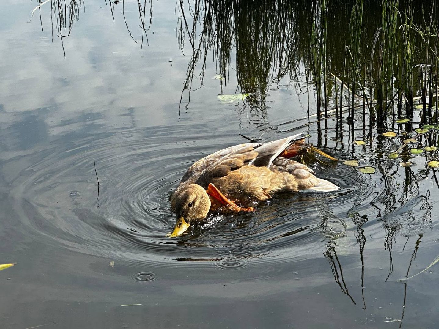 Можайск, Можайский городской округ, Подмосковье, Вода России, акция, волонтёры, субботник, уборка, берег, река, активисты
