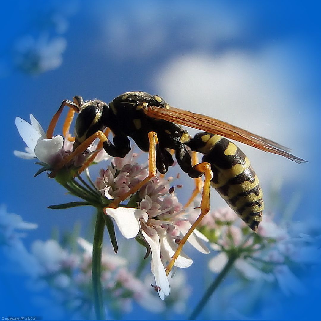 Звенигород, медицина, как избежать последствий укуса ос