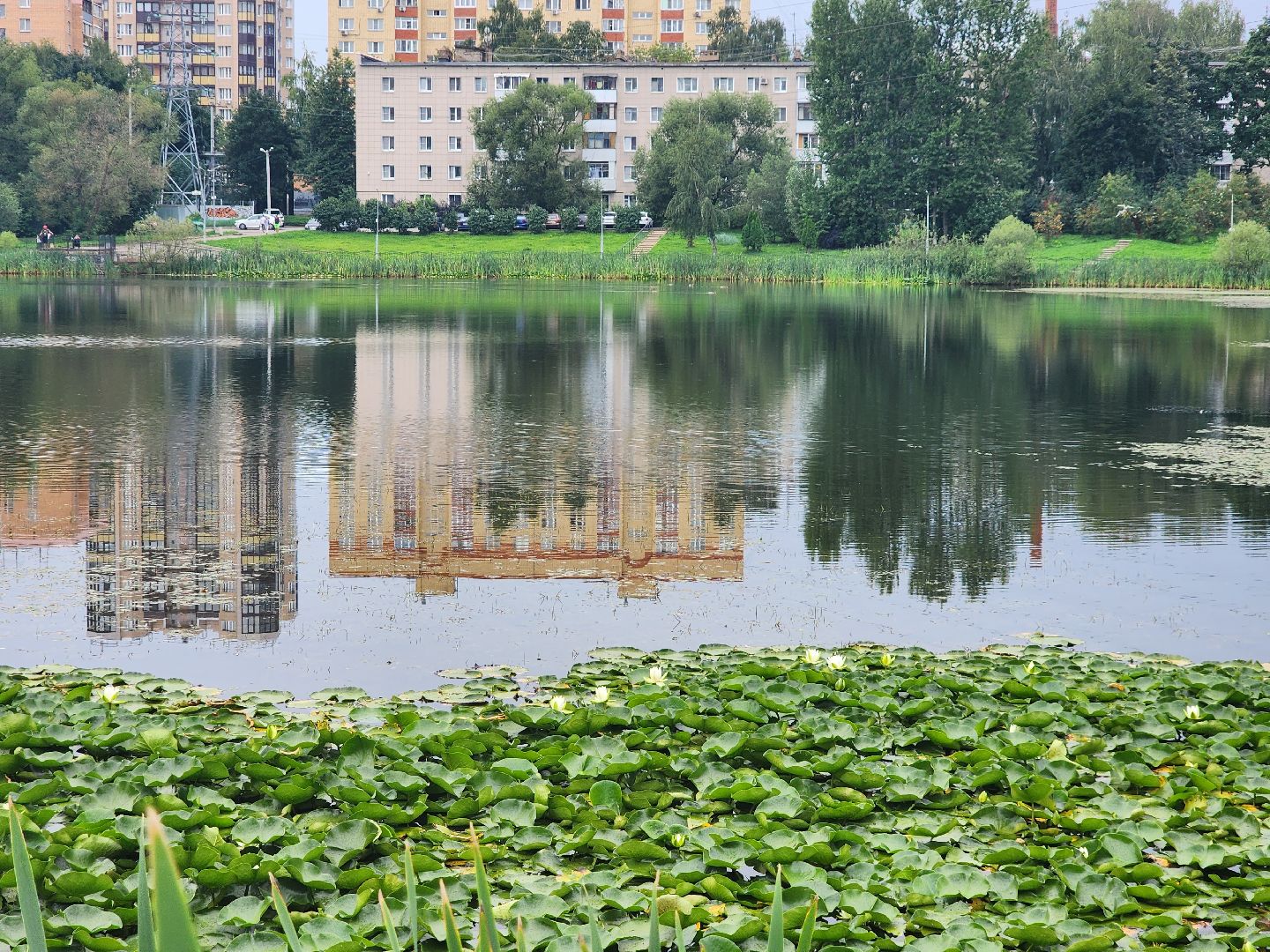 озеро, пушкино, цветы,