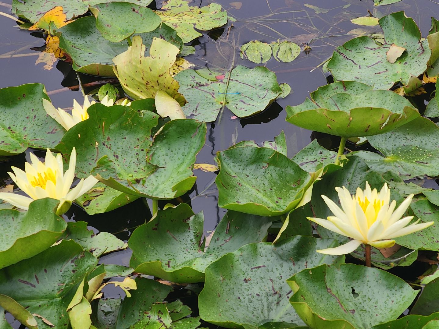 озеро, пушкино, цветы,