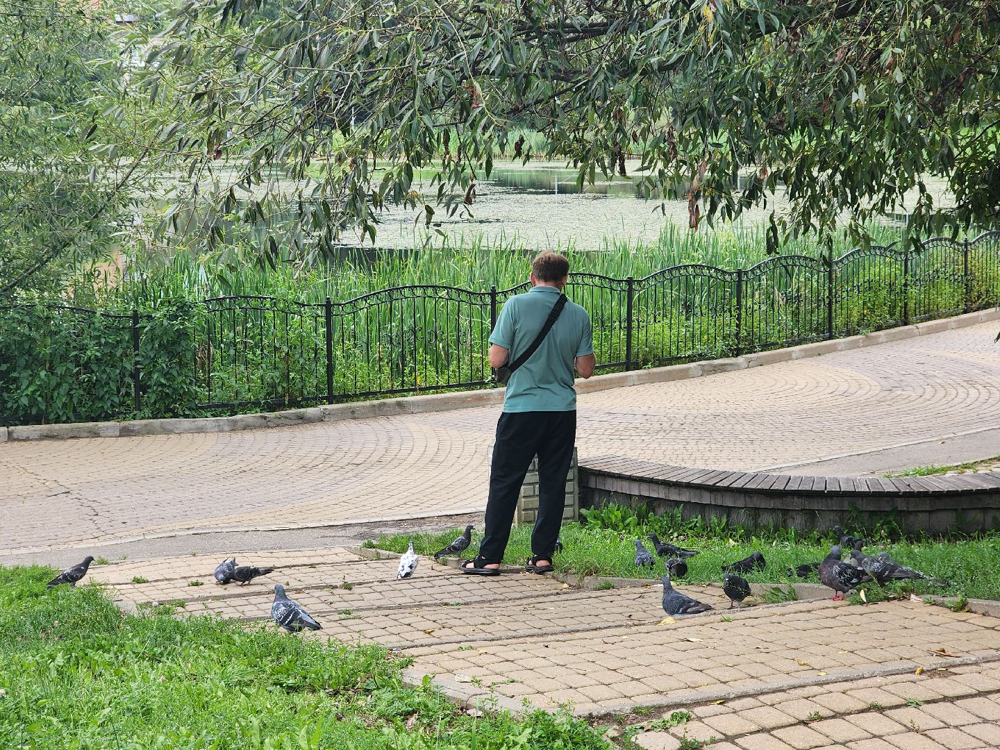 озеро, пушкино, цветы,