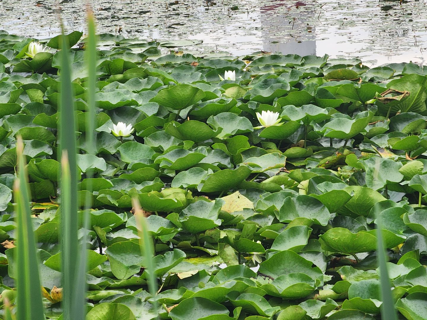 озеро, пушкино, цветы,