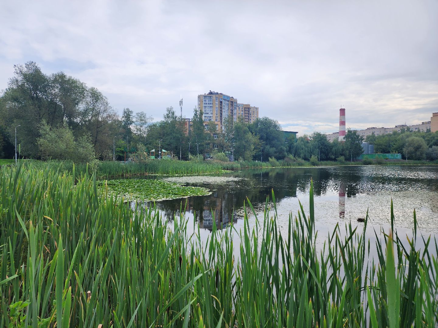 озеро, пушкино, цветы,