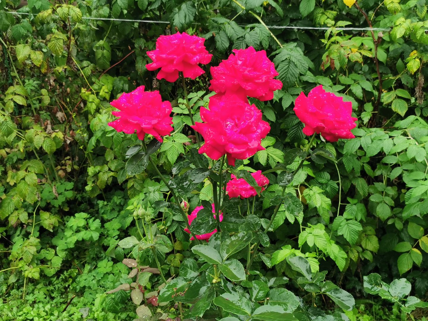 Подольск, цветы, садовник