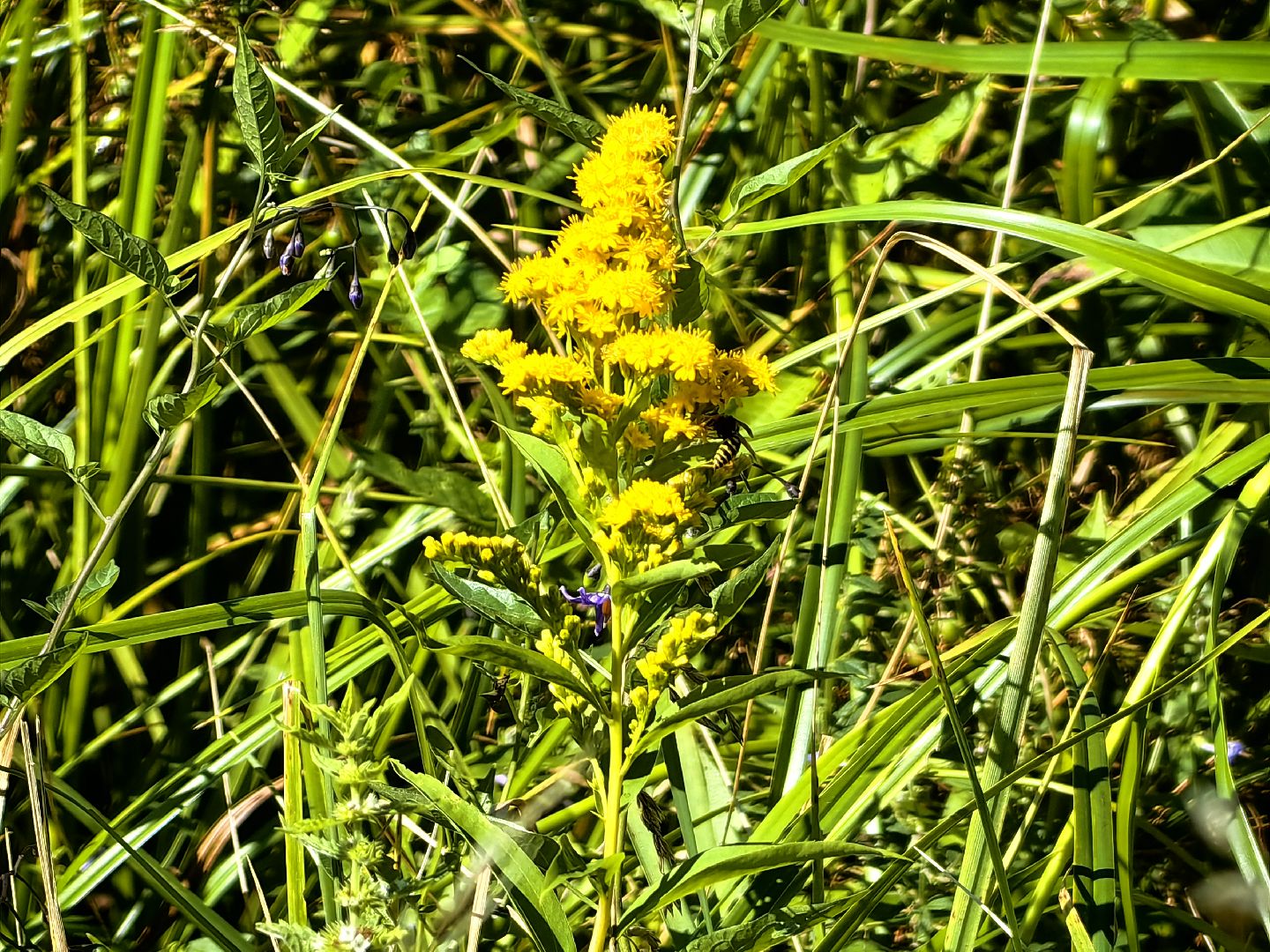 Нашествие, оса, август, водоём, гнёзда