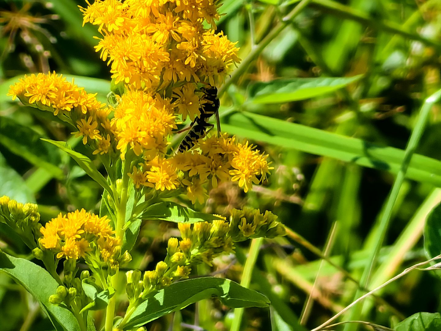 Нашествие, оса, август, водоём, гнёзда