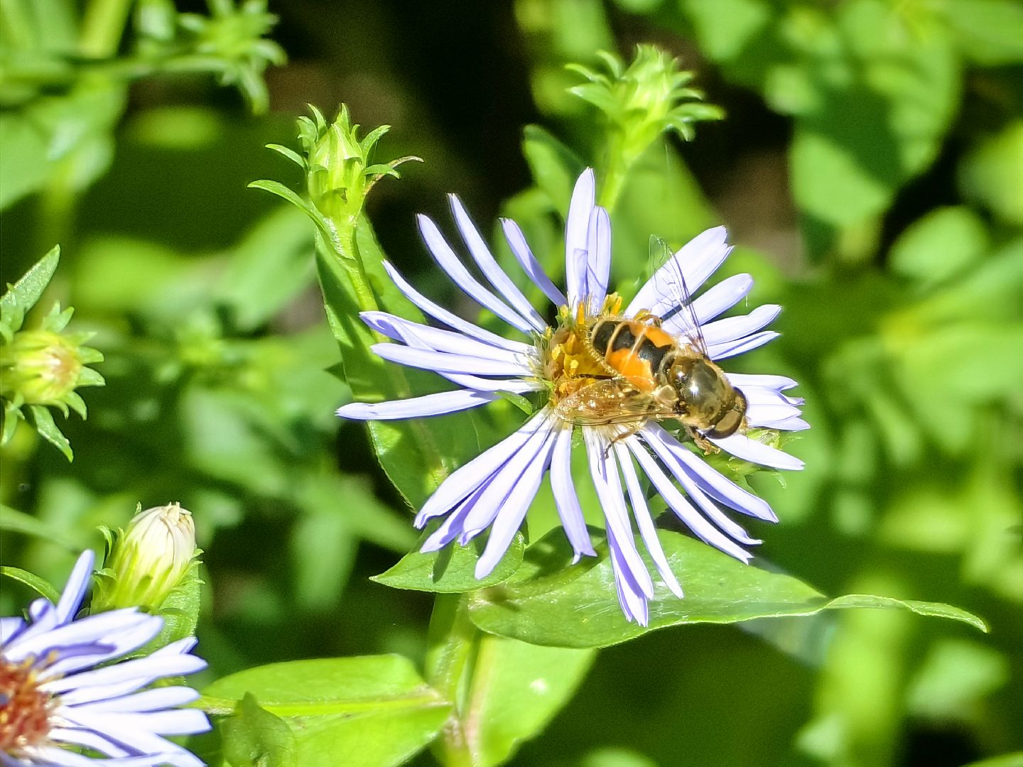 Нашествие, оса, август, водоём, гнёзда