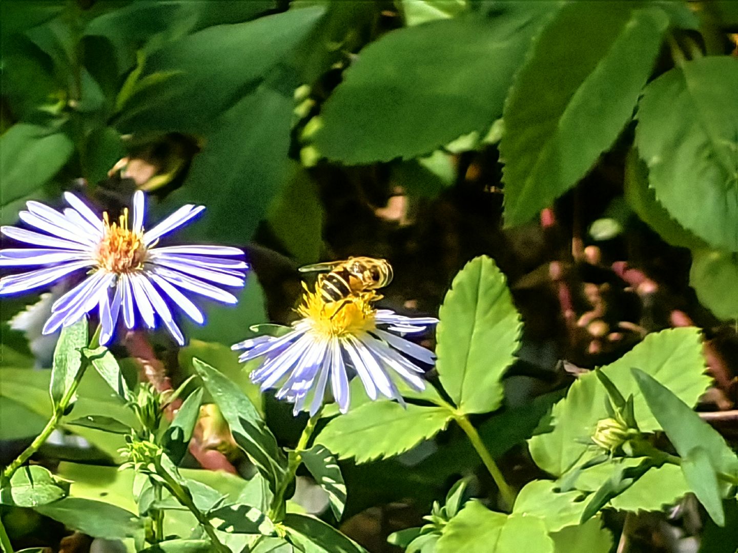 Нашествие, оса, август, водоём, гнёзда
