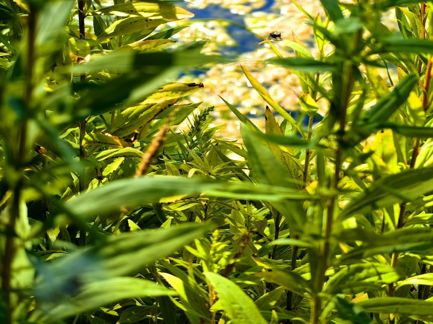 Нашествие, оса, август, водоём, гнёзда