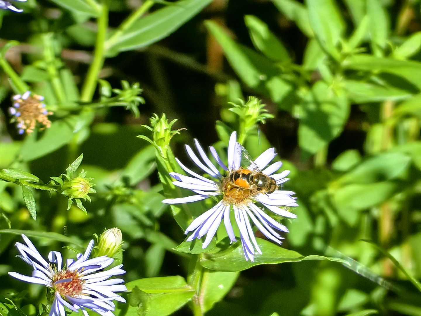 Нашествие, оса, август, водоём, гнёзда