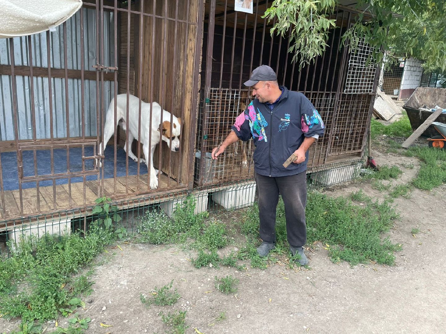 питомник животных, Домодедово