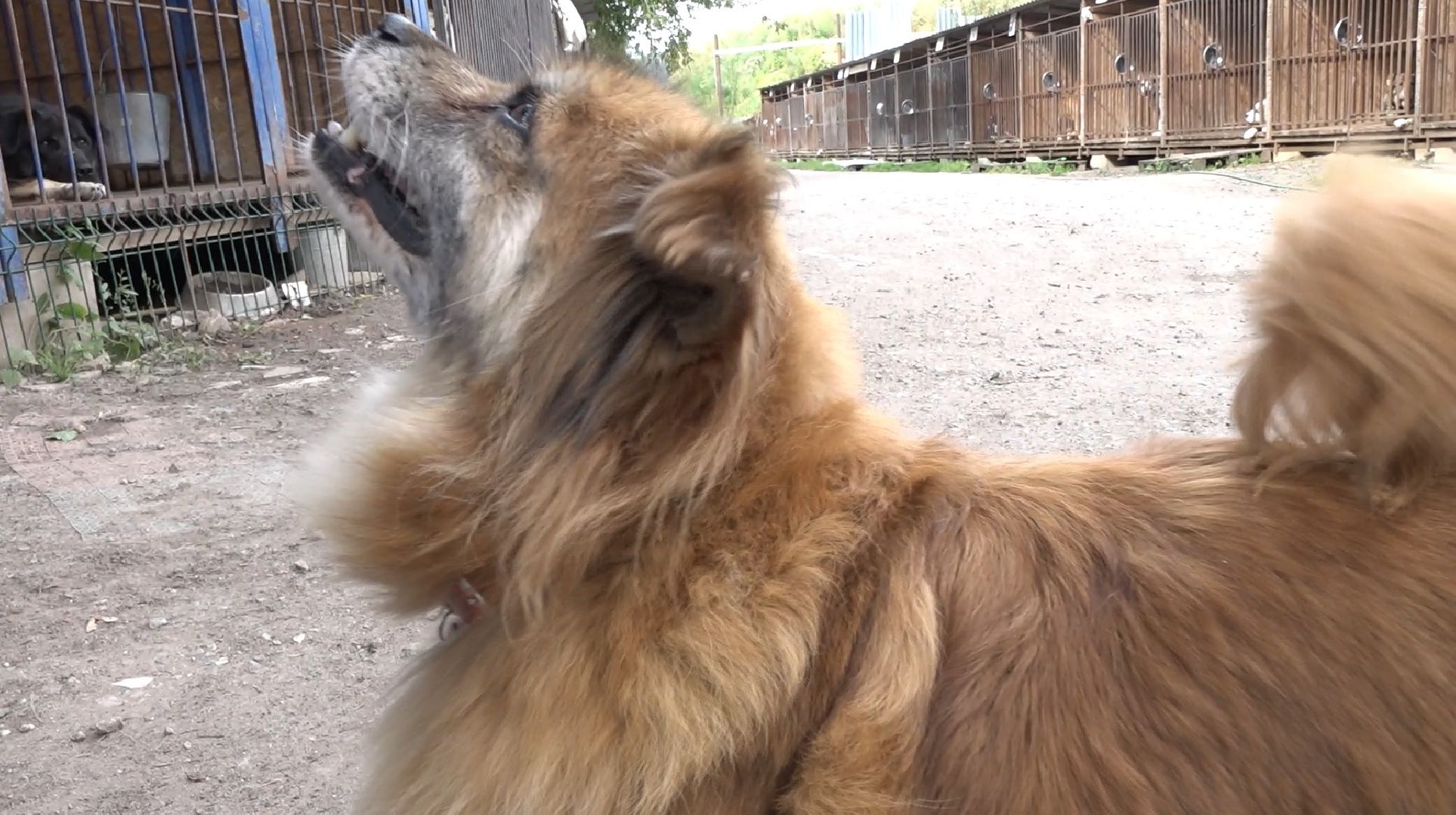 питомник животных, Домодедово