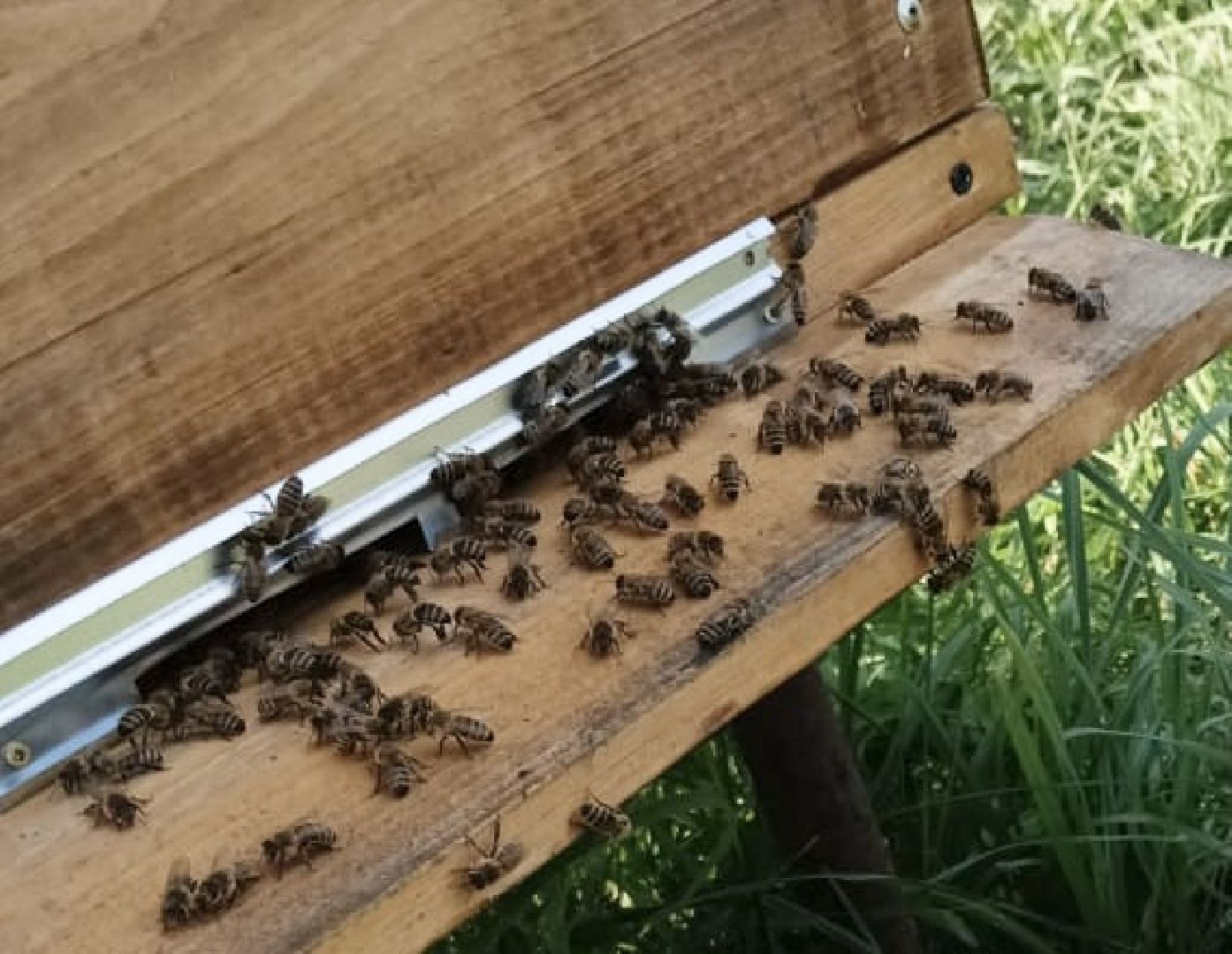Балашиха, Подмосковье, люди, экономика, самозанятые, медовое производство, пасека