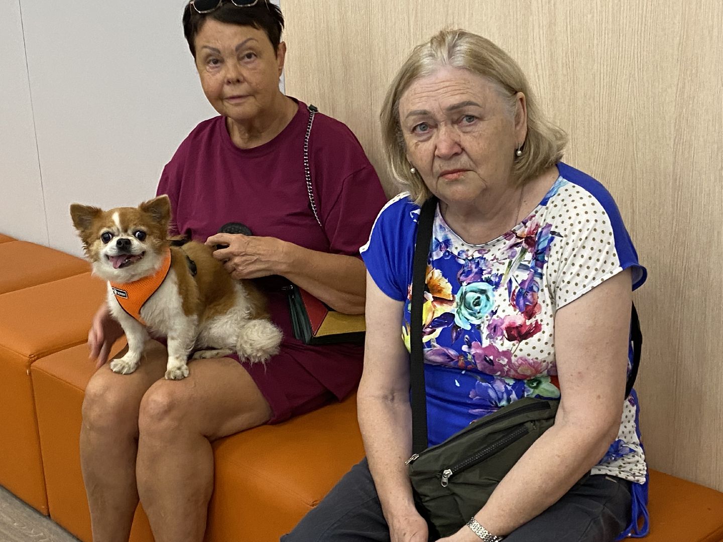 Балашиха, площадка для выгула собак, микрорайон Кучино