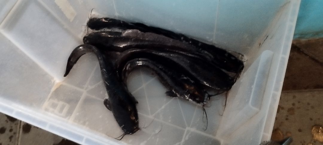 Акваферма, Луховицы, Кларий, рыба